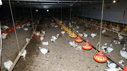 İsmayıllı rayonunda Dövlət Proqramının icrası ilə bağlı tədbir keçirilib