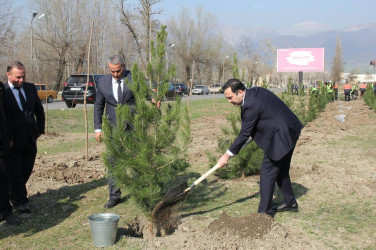 İsmayıllıda “Heydər Əliyev İli” çərçivəsində ağacəkmə aksiyası keçirilib