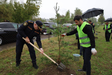 27 Sentyabr - Anım Günü münasibətilə İsmayıllı Rayon İcra Hakimiyyətinin təşkilatçılığı ilə şəhidlərimizin xatirəsinə həsr olunmuş ağacəkmə aksiyası keçirilib