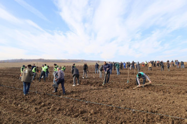 İsmayıllıda COP29-a həsr olunmuş ağacəkmə aksiyası keçirilib