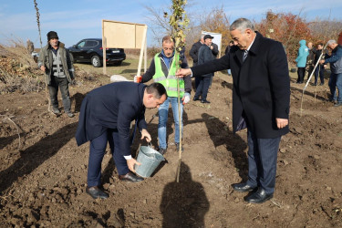 İsmayıllıda COP29-a həsr olunmuş ağacəkmə aksiyası keçirilib