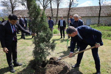 İsmayıllı rayonunda “Şəhərsalma və Memarlıq İli” çərçivəsində genişmiqyaslı ağacəkmə aksiyası keçirilib