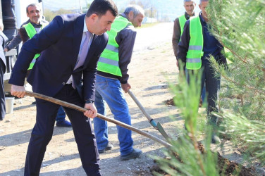 İsmayıllıda 8 noyabr - Zəfər Günü ilə əlaqədar ağacəkmə aksiyası keçirilib