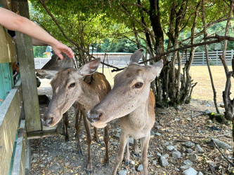 Uşaq Səfirlər Məclisinin İsmayıllı rayonu üzrə nümayəndələrinin təşəbbüsü və İsmayıllı Rayon İcra Hakimiyyətinin dəstəyi ilə Şahdağ Milli Parkının İsmayıllı bölməsinə maarifləndirici infotur təşkil edilib
