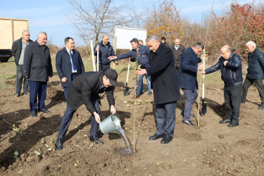 İsmayıllıda COP29-a həsr olunmuş ağacəkmə aksiyası keçirilib