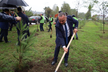 27 Sentyabr - Anım Günü münasibətilə İsmayıllı Rayon İcra Hakimiyyətinin təşkilatçılığı ilə şəhidlərimizin xatirəsinə həsr olunmuş ağacəkmə aksiyası keçirilib