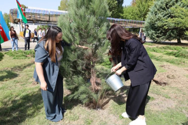 İsmayıllıda Anım Günü ilə əlaqədar ağacəkmə aksiyası keçirilib