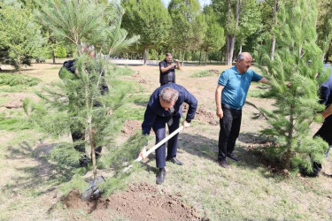 İsmayıllıda Anım Günü ilə əlaqədar ağacəkmə aksiyası keçirilib