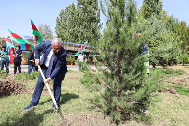 İsmayıllıda Anım Günü ilə əlaqədar ağacəkmə aksiyası keçirilib