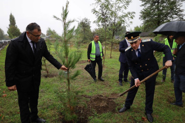 27 Sentyabr - Anım Günü münasibətilə İsmayıllı Rayon İcra Hakimiyyətinin təşkilatçılığı ilə şəhidlərimizin xatirəsinə həsr olunmuş ağacəkmə aksiyası keçirilib