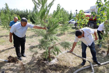 İsmayıllıda Anım Günü ilə əlaqədar ağacəkmə aksiyası keçirilib