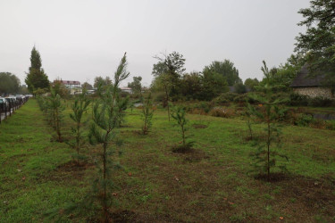 27 Sentyabr - Anım Günü münasibətilə İsmayıllı Rayon İcra Hakimiyyətinin təşkilatçılığı ilə şəhidlərimizin xatirəsinə həsr olunmuş ağacəkmə aksiyası keçirilib