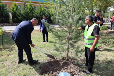 İsmayıllıda Anım Günü ilə əlaqədar ağacəkmə aksiyası keçirilib