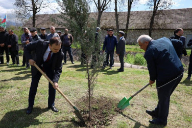 İsmayıllı rayonunda “Şəhərsalma və Memarlıq İli” çərçivəsində genişmiqyaslı ağacəkmə aksiyası keçirilib