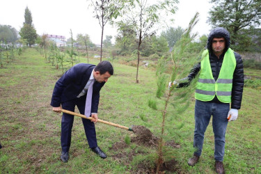 27 Sentyabr - Anım Günü münasibətilə İsmayıllı Rayon İcra Hakimiyyətinin təşkilatçılığı ilə şəhidlərimizin xatirəsinə həsr olunmuş ağacəkmə aksiyası keçirilib