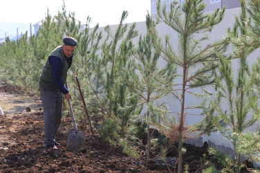 İsmayıllıda 8 noyabr - Zəfər Günü ilə əlaqədar ağacəkmə aksiyası keçirilib