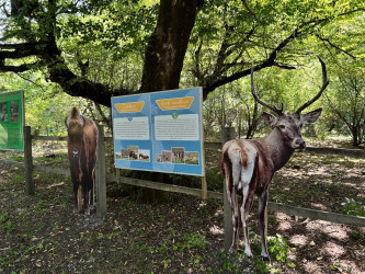 Uşaq Səfirlər Məclisinin İsmayıllı rayonu üzrə nümayəndələrinin təşəbbüsü və İsmayıllı Rayon İcra Hakimiyyətinin dəstəyi ilə Şahdağ Milli Parkının İsmayıllı bölməsinə maarifləndirici infotur təşkil edilib