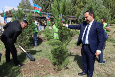 İsmayıllıda Anım Günü ilə əlaqədar ağacəkmə aksiyası keçirilib