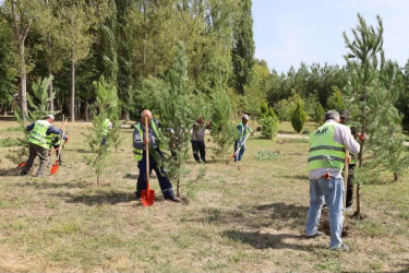 İsmayıllıda Anım Günü ilə əlaqədar ağacəkmə aksiyası keçirilib