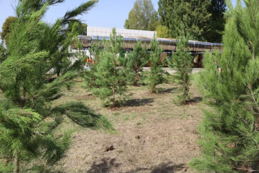 İsmayıllıda Anım Günü ilə əlaqədar ağacəkmə aksiyası keçirilib