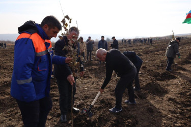 İsmayıllıda COP29-a həsr olunmuş ağacəkmə aksiyası keçirilib