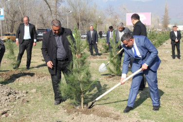 İsmayıllıda “Heydər Əliyev İli” çərçivəsində ağacəkmə aksiyası keçirilib