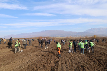 İsmayıllıda COP29-a həsr olunmuş ağacəkmə aksiyası keçirilib