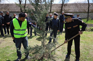 İsmayıllı rayonunda “Şəhərsalma və Memarlıq İli” çərçivəsində genişmiqyaslı ağacəkmə aksiyası keçirilib