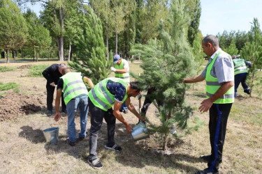 İsmayıllıda Anım Günü ilə əlaqədar ağacəkmə aksiyası keçirilib