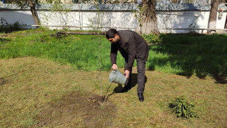 “Heydər Əliyev İli” çərçivəsində İsmayıllıda ümumrayon iməcliyi keçirilmişdir