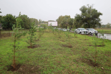27 Sentyabr - Anım Günü münasibətilə İsmayıllı Rayon İcra Hakimiyyətinin təşkilatçılığı ilə şəhidlərimizin xatirəsinə həsr olunmuş ağacəkmə aksiyası keçirilib