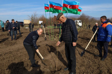 İsmayıllıda COP29-a həsr olunmuş ağacəkmə aksiyası keçirilib