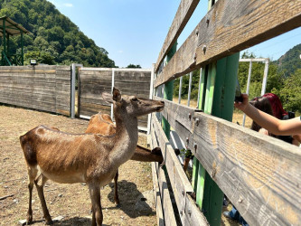 Uşaq Səfirlər Məclisinin İsmayıllı rayonu üzrə nümayəndələrinin təşəbbüsü və İsmayıllı Rayon İcra Hakimiyyətinin dəstəyi ilə Şahdağ Milli Parkının İsmayıllı bölməsinə maarifləndirici infotur təşkil edilib