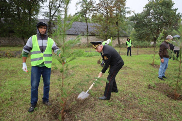 27 Sentyabr - Anım Günü münasibətilə İsmayıllı Rayon İcra Hakimiyyətinin təşkilatçılığı ilə şəhidlərimizin xatirəsinə həsr olunmuş ağacəkmə aksiyası keçirilib