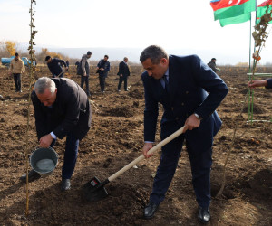 İsmayıllıda COP29-a həsr olunmuş ağacəkmə aksiyası keçirilib