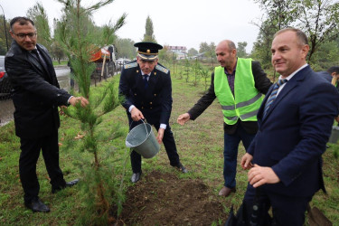 27 Sentyabr - Anım Günü münasibətilə İsmayıllı Rayon İcra Hakimiyyətinin təşkilatçılığı ilə şəhidlərimizin xatirəsinə həsr olunmuş ağacəkmə aksiyası keçirilib