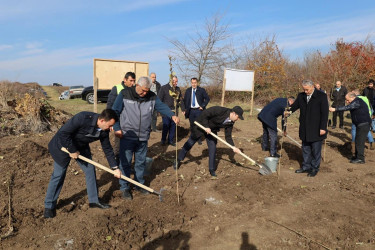 İsmayıllıda COP29-a həsr olunmuş ağacəkmə aksiyası keçirilib