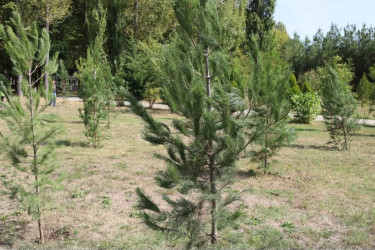İsmayıllıda Anım Günü ilə əlaqədar ağacəkmə aksiyası keçirilib