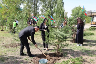 İsmayıllıda Anım Günü ilə əlaqədar ağacəkmə aksiyası keçirilib