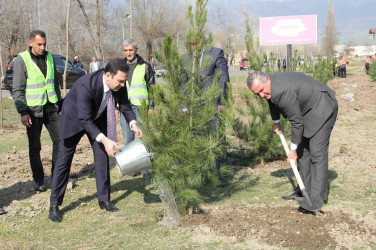 İsmayıllıda “Heydər Əliyev İli” çərçivəsində ağacəkmə aksiyası keçirilib