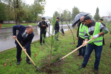 27 Sentyabr - Anım Günü münasibətilə İsmayıllı Rayon İcra Hakimiyyətinin təşkilatçılığı ilə şəhidlərimizin xatirəsinə həsr olunmuş ağacəkmə aksiyası keçirilib