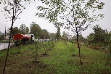 27 Sentyabr - Anım Günü münasibətilə İsmayıllı Rayon İcra Hakimiyyətinin təşkilatçılığı ilə şəhidlərimizin xatirəsinə həsr olunmuş ağacəkmə aksiyası keçirilib